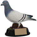 pigeon trophies